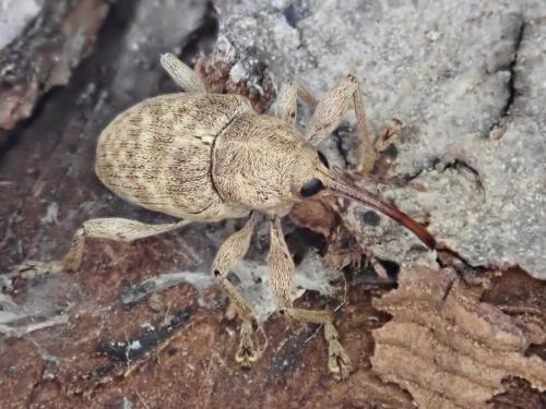 Réf. 309 795 : Curculio elephas