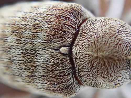 Curculio elephas