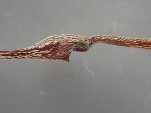 Curculio elephas