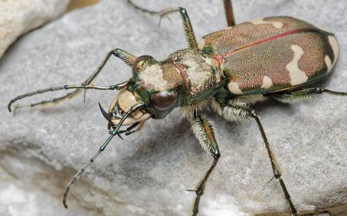 Réf. 309 129 : Cicindela sylvicola