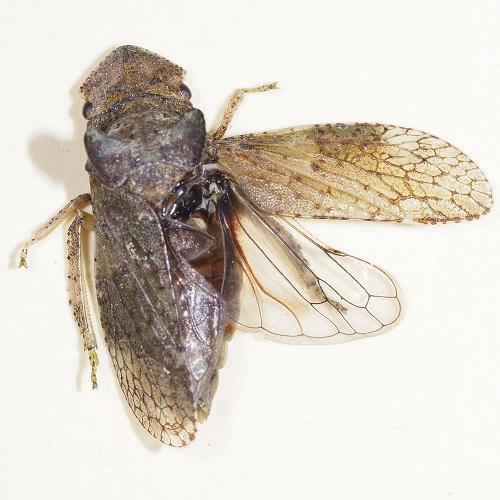Ledra aurita