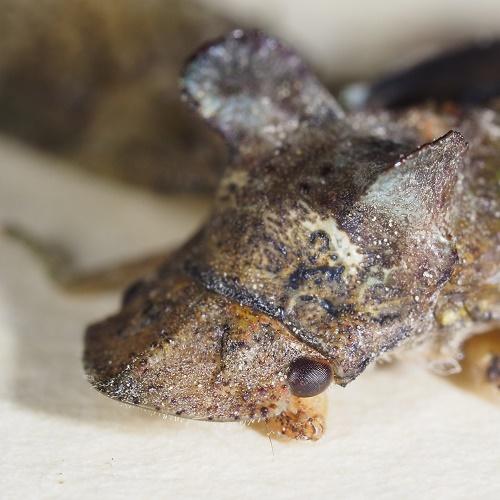 Ledra aurita
