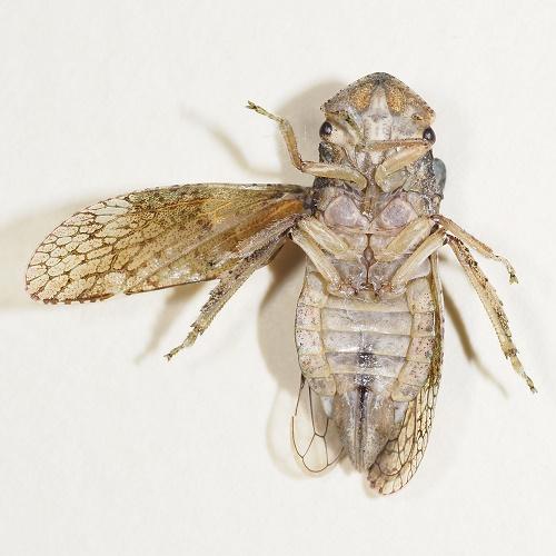 Ledra aurita