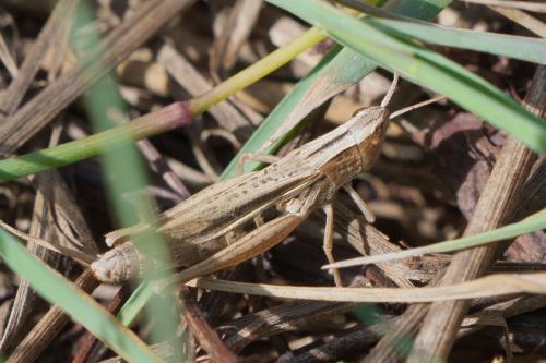 Chorthippus albomarginatus albomarginatus