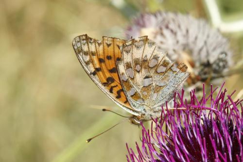Argynnis aglaja
