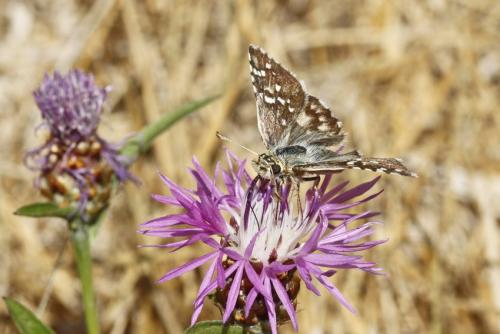 Pyrgus sp.