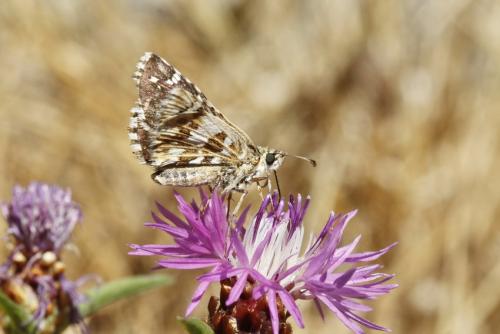 Pyrgus sp.
