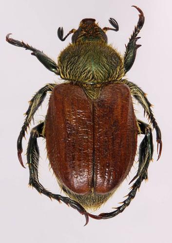 Réf. 309 957 : Chaetopteroplia syriaca