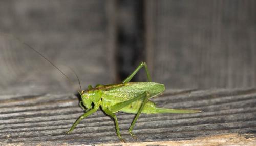 Réf. 309 164 : Tettigonia cantans
