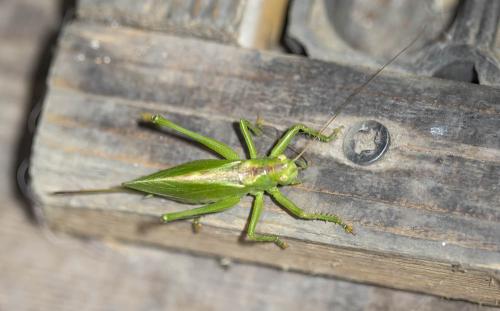 Réf. 309 165 : Tettigonia cantans