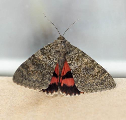 Réf. 309 087 : Catocala elocata