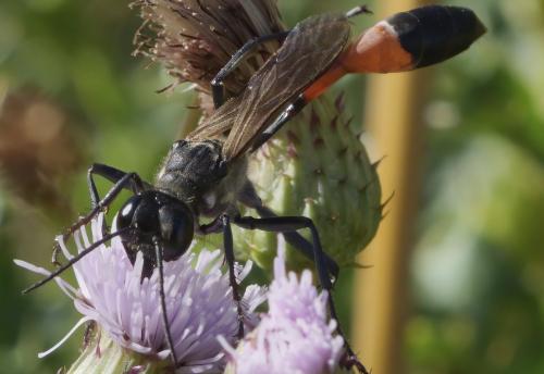 Ammophila sabulosa