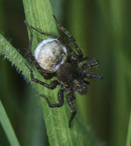 Pardosa sp.