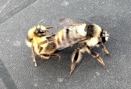 Réf. 309 451 : Bombus sylvarum