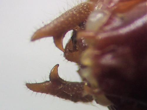 Réf. 309 351 : Conocephalus fuscus