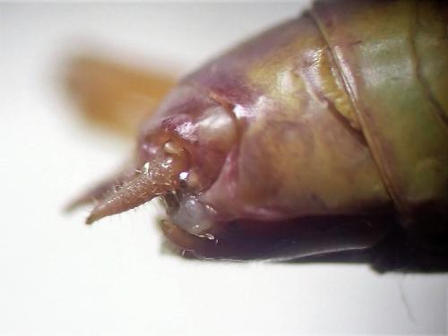 Réf. 309 352 : Conocephalus fuscus
