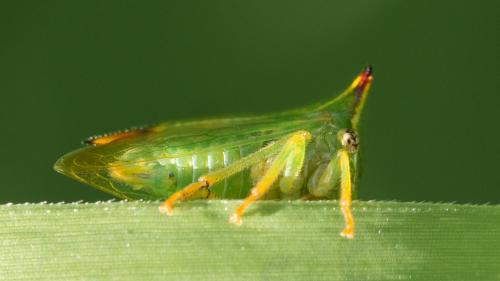 Réf. 309 330 : Stictocephala bisonia