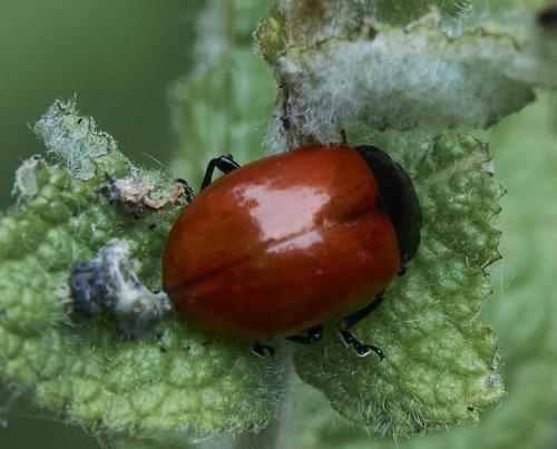Réf. 309 320 : Chrysolina lucida