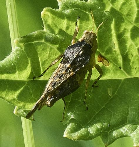 Paratettix meridionalis