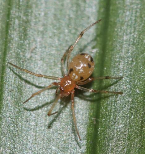Réf. 309 206 : Coleosoma floridanum