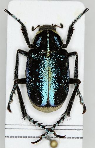 Réf. 309 668 : Ectinohoplia sp.