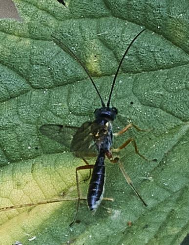 Acrotomus sp.