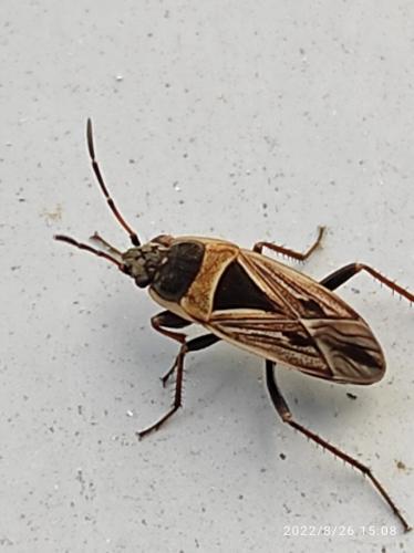 Réf. 309 562 : Xanthochilus quadratus