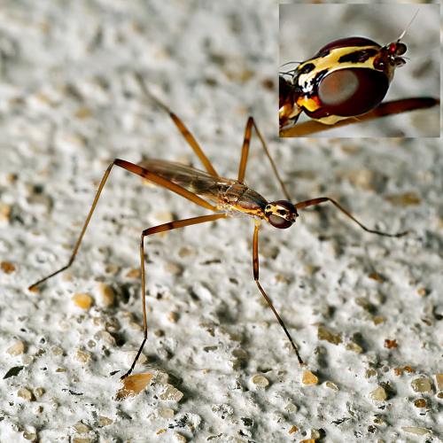 Réf. 309 384 : Micropeza lateralis