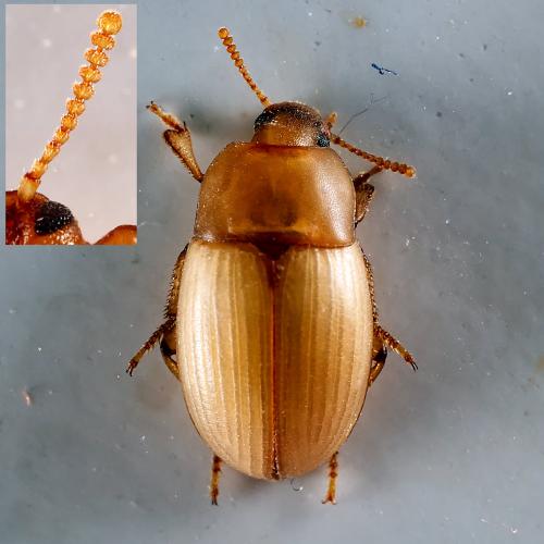 Phaleria cadaverina