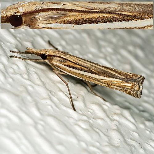 Réf. 309 656 : Ancylolomia tentaculella