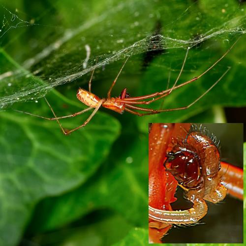 Réf. 309 093 : Linyphia triangularis