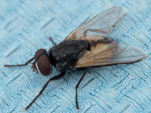 Réf. 309 411 : Musca sp.