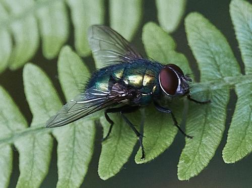 Réf. 309 557 : Lucilia ampullacea