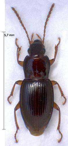 Réf. 309 285 : Pterostichus pumilio