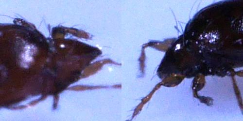 Réf. 309 785 : Phauloppia lucorum