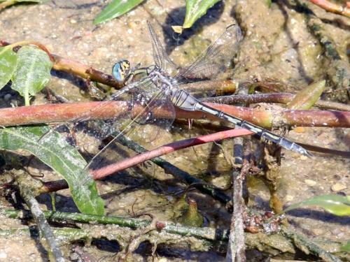 Réf. 309 144 : Orthetrum trinacria