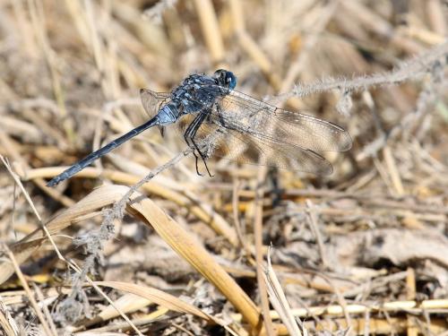 Réf. 309 109 : Orthetrum trinacria