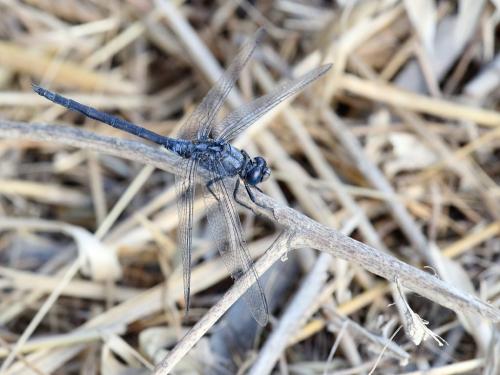 Réf. 309 110 : Orthetrum trinacria