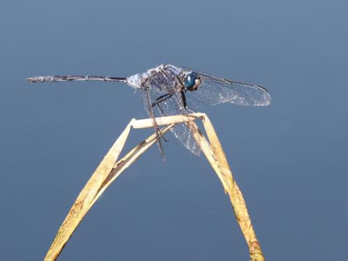 Réf. 309 111 : Orthetrum trinacria