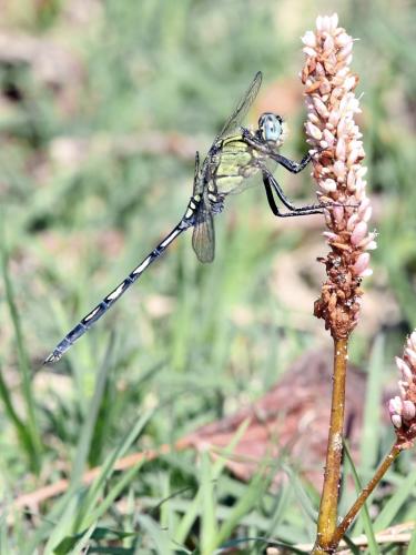 Réf. 309 145 : Orthetrum trinacria