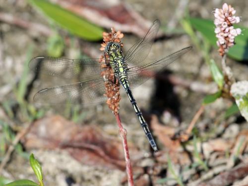 Réf. 309 146 : Orthetrum trinacria