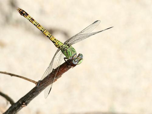 Réf. 309 427 : Paragomphus genei