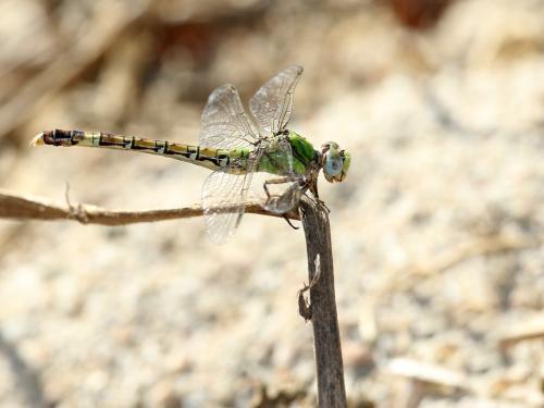 Réf. 309 428 : Paragomphus genei