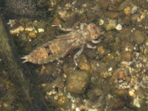 Réf. 309 523 : Paragomphus genei