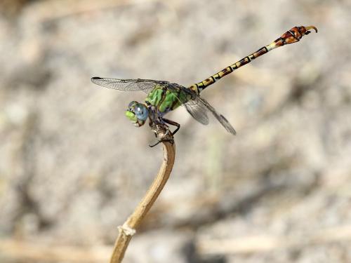 Réf. 309 424 : Paragomphus genei