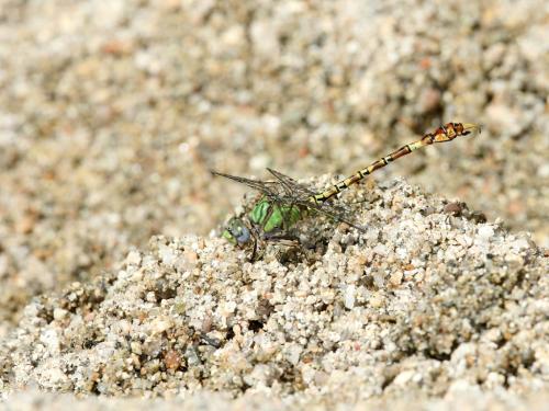 Réf. 309 521 : Paragomphus genei