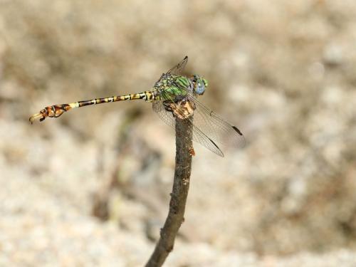 Réf. 309 425 : Paragomphus genei