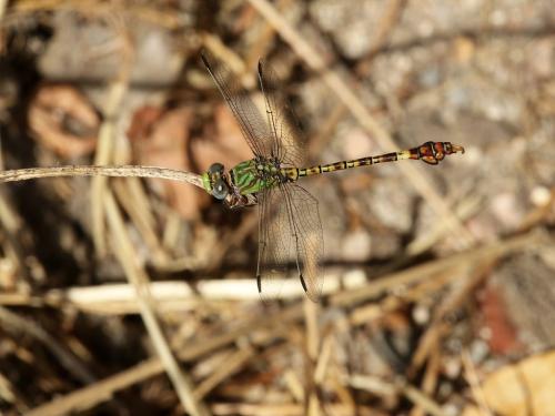 Réf. 309 426 : Paragomphus genei