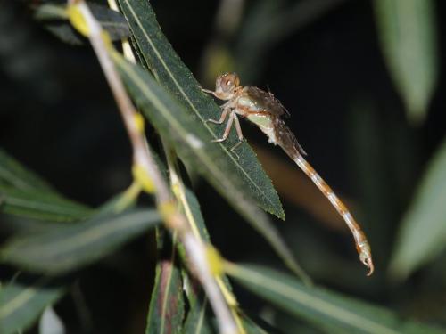 Réf. 309 522 : Paragomphus genei