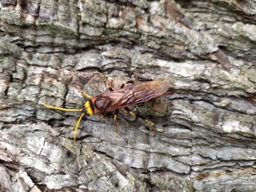 Réf. 309 220 : Urocerus augur